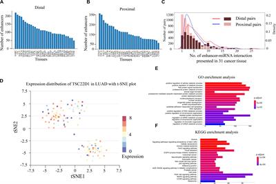 Genome-Wide Identification and Analysis of Enhancer-Regulated microRNAs Across 31 Human Cancers